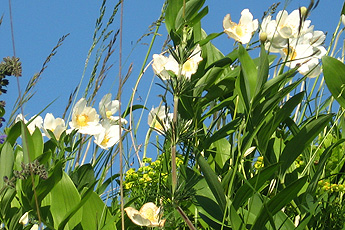  Großes Windröschen (Anemone  sylvestris)