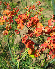 Zypressen-Wolfsmilch (Euphorbia cyparissias)